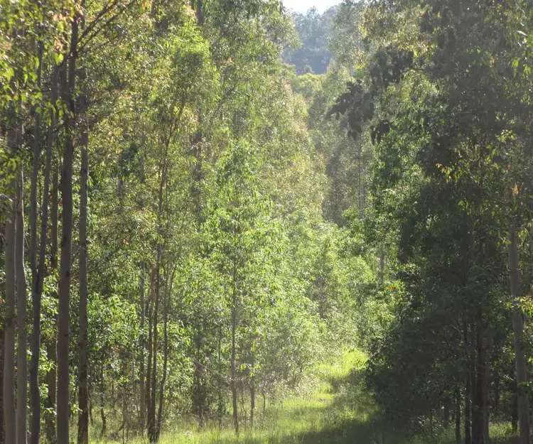 873 Ewingar Road, Ewingar NSW 2469