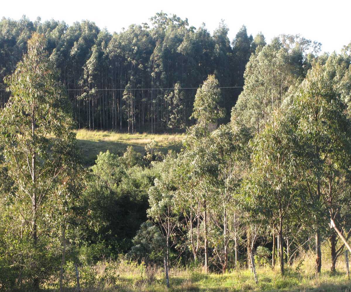 Main view of Homely rural property listing, - Harlow, Hogarth Range NSW 2469