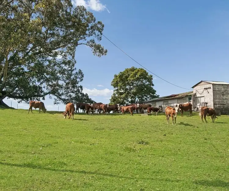 Sixth view of Homely rural property listing, 135 Bolan Road, Doubtful Creek NSW 2470