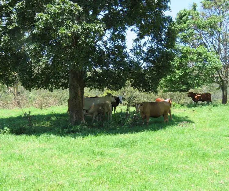 Fourth view of Homely rural property listing, 1 Razorback Road, Theresa Creek NSW 2469
