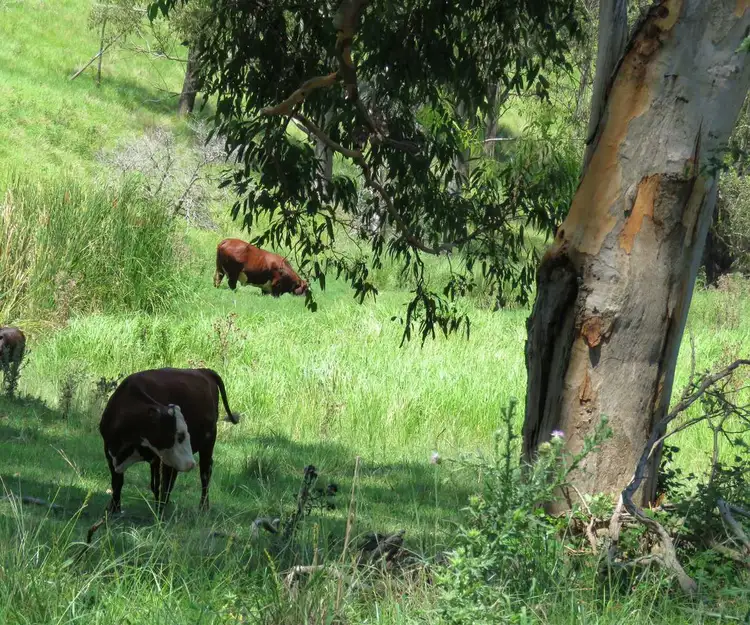 Main view of Homely rural property listing, 1 Razorback Road, Theresa Creek NSW 2469