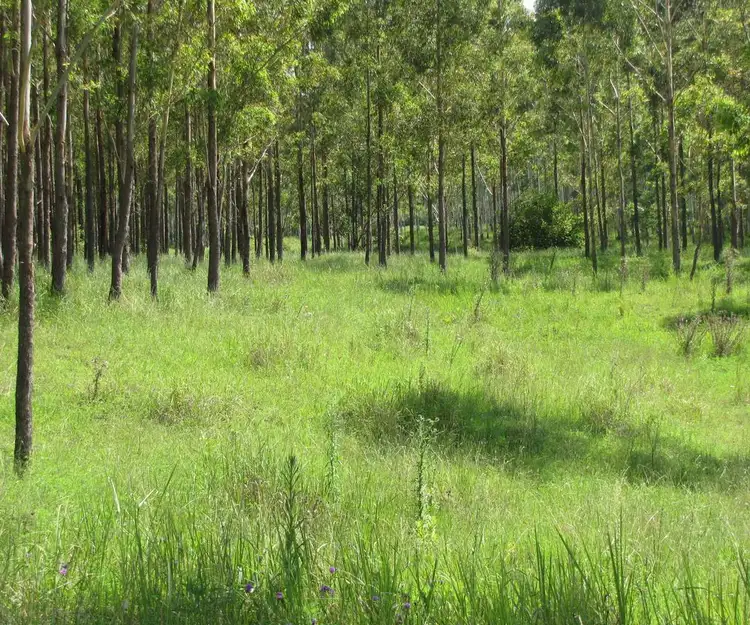 Second view of Homely rural property listing, - Ryans 71 Eggins Road, Doubtful Creek NSW 2470