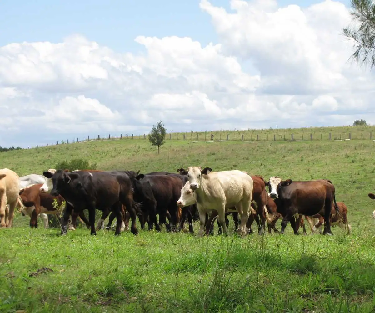 Main view of Homely rural property listing, 1275 Bulmers Road, Hogarth Range NSW 2469