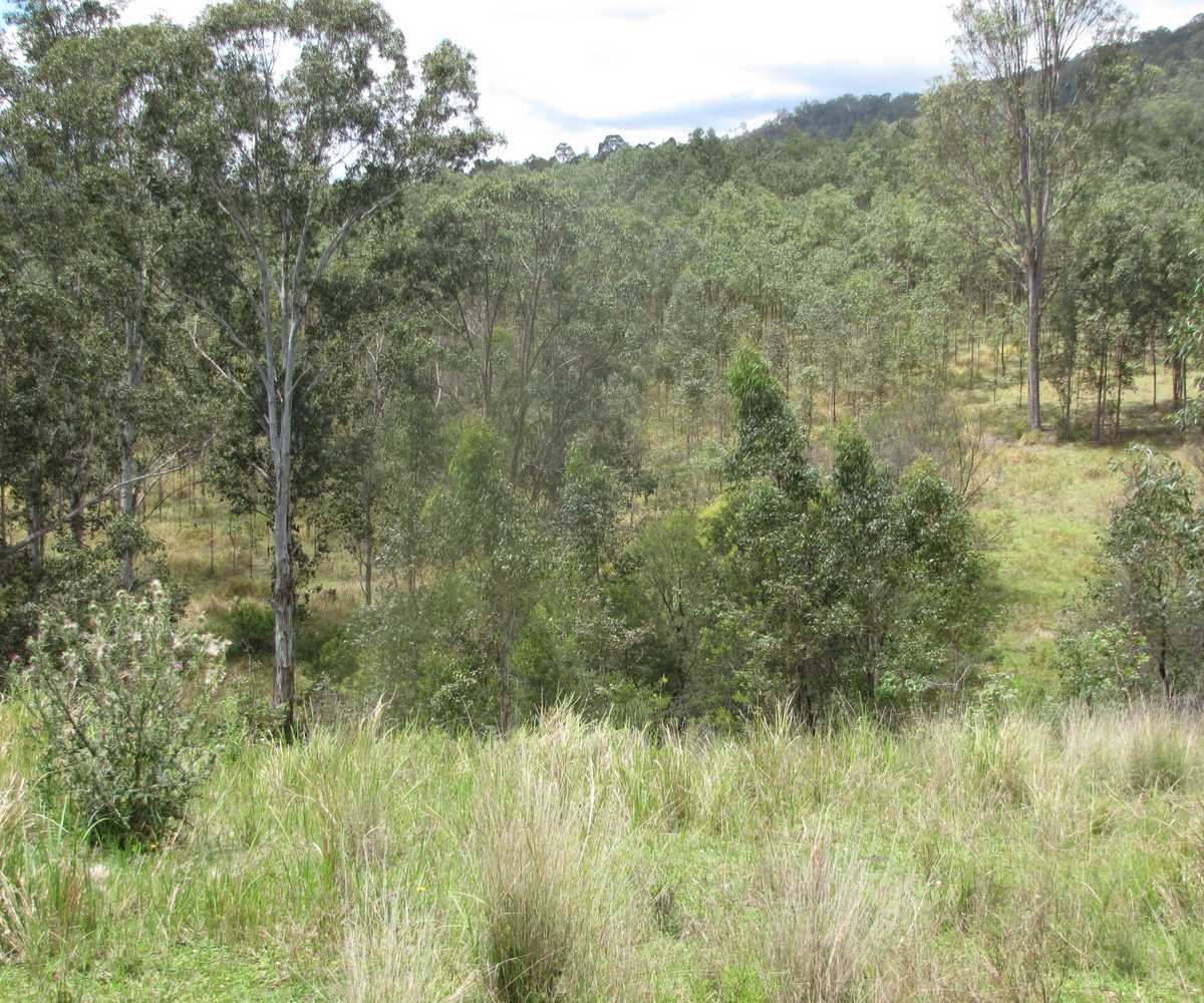 Main view of Homely rural property listing, - Hooten Via Paddys Flat Road, Tabulam NSW 2469