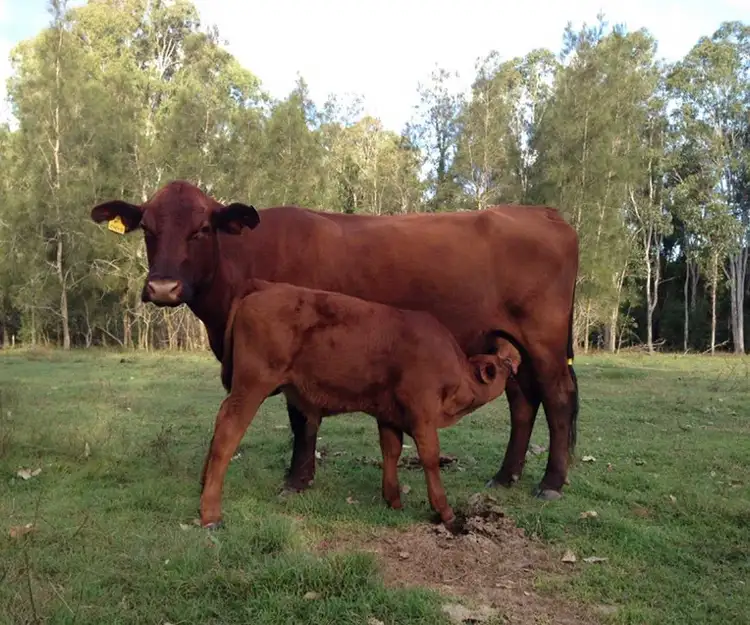 Fifth view of Homely rural property listing, Myrtle Creek Rd, Myrtle Creek NSW 2469