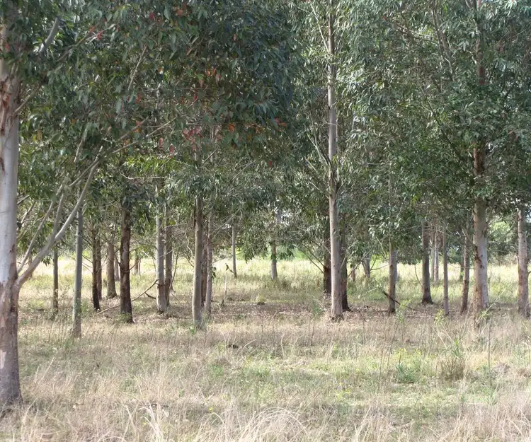 Main view of Homely rural property listing, - Gollan, Ellangowan NSW 2470