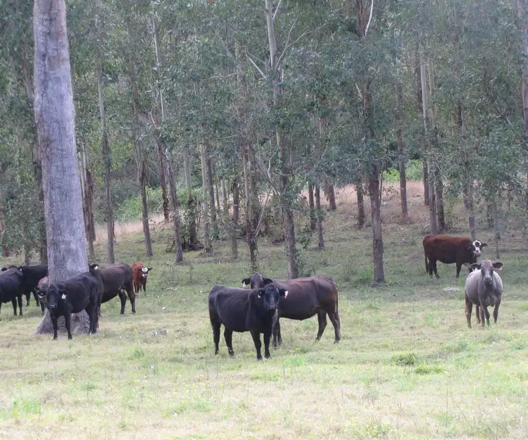 - Hayward, Mummulgum NSW 2469