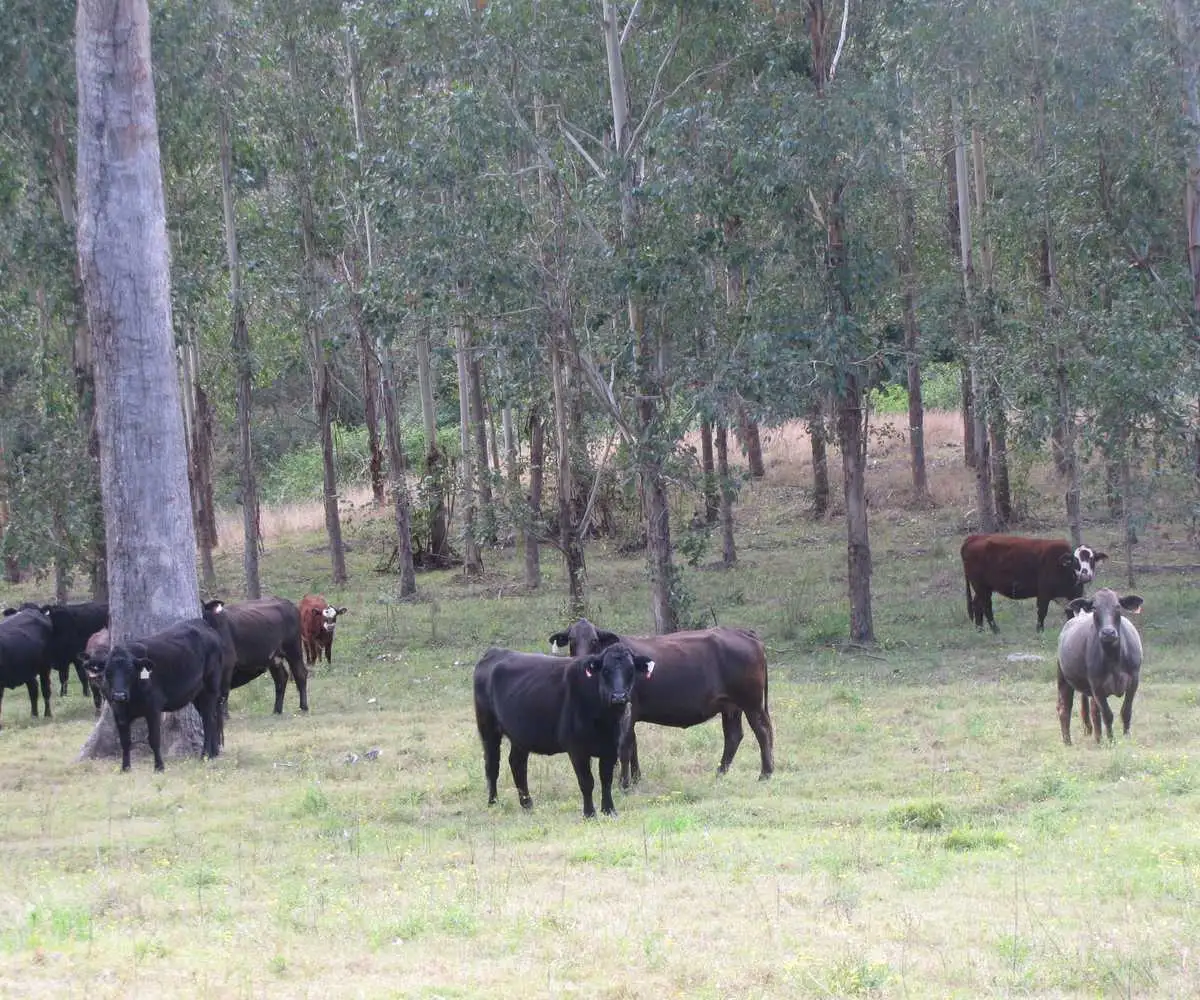 Main view of Homely rural property listing, - Hayward, Mummulgum NSW 2469