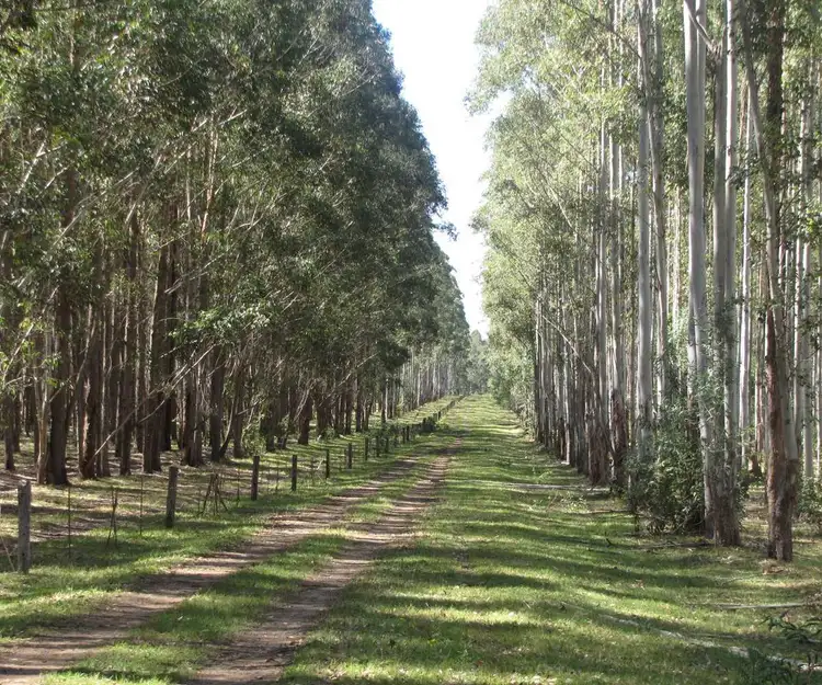 Main view of Homely rural property listing, - Ricdon, Ellangowan NSW 2470