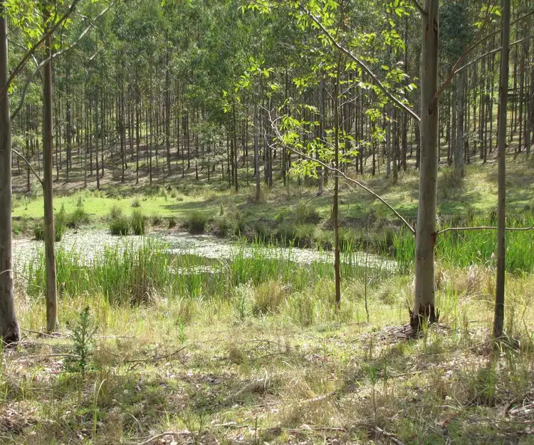Third view of Homely rural property listing, - Bonalbo Farm Woodworths Road, Bonalbo NSW 2469