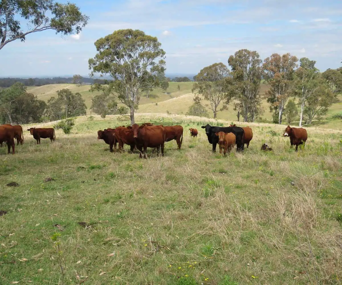 Main view of Homely rural property listing, 41 Battistuzzi Road, Spring Grove NSW 2470