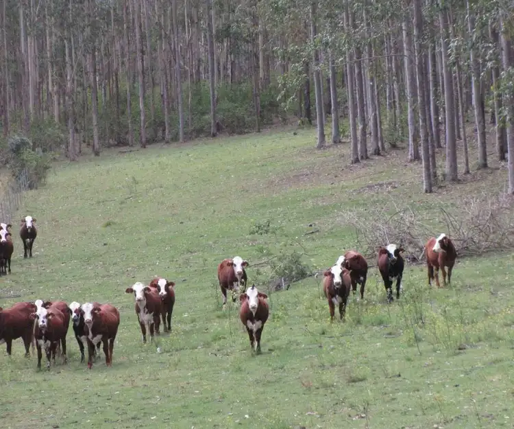 Second view of Homely rural property listing, - Pigman Road, Dyraaba NSW 2470