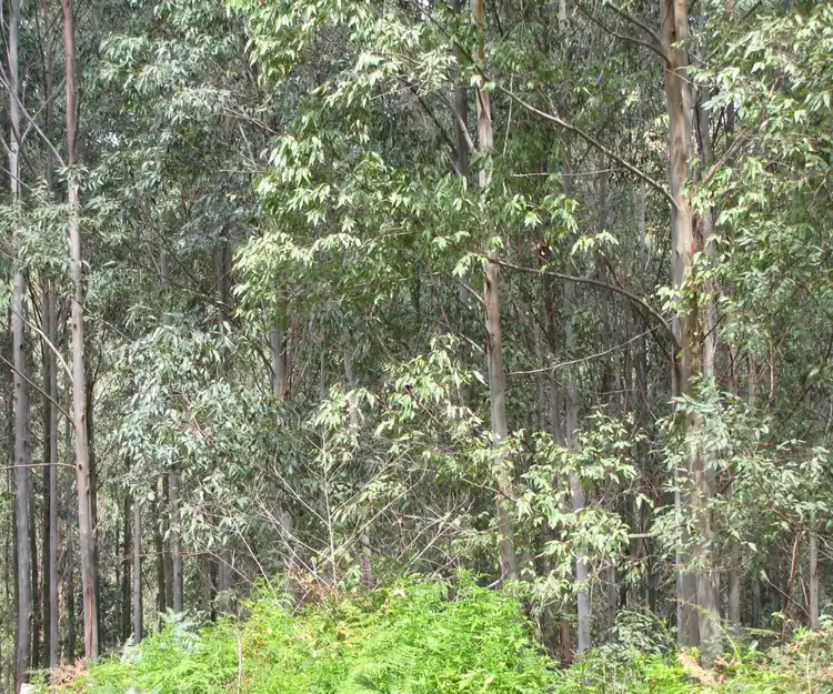 Second view of Homely rural property listing, - Bonalbo Farm Woodworths Road, Bonalbo NSW 2469