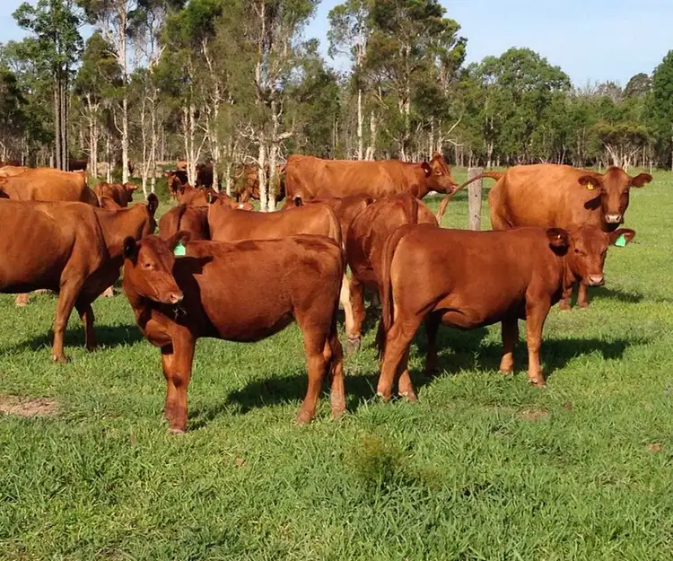 Myrtle Creek Rd, Myrtle Creek NSW 2469