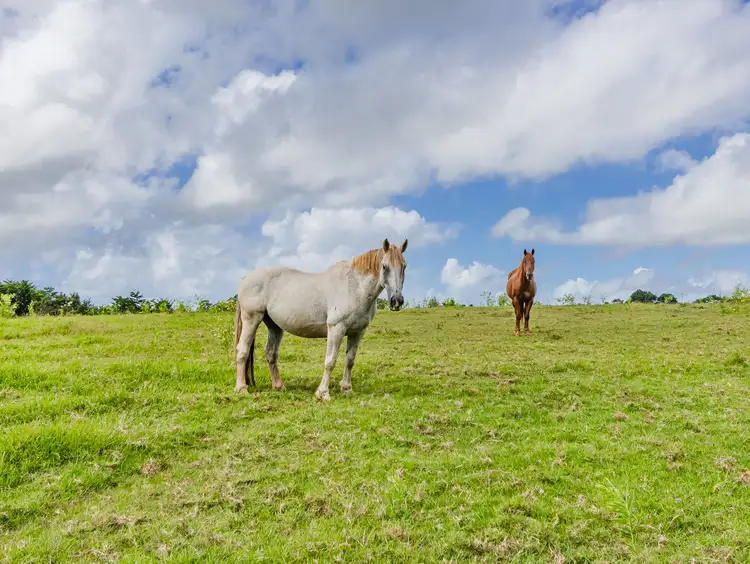 Fifth view of Homely land listing, 790 Fernleigh Road, Brooklet NSW 2479