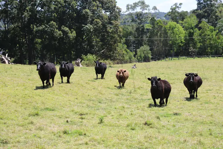 Third view of Homely rural property listing, 240 Diddillibah Road, Woombye QLD 4559