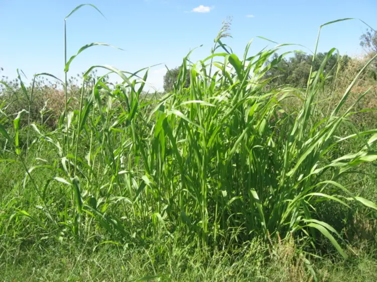 Second view of Homely rural property listing, Alan Cunningham Road, Bingara NSW 2404