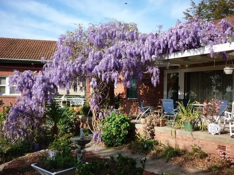 Main view of Homely house listing, 5 Belmore Street, Bega NSW 2550