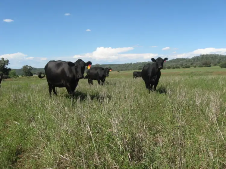 Third view of Homely rural property listing, Alan Cunningham Road, Bingara NSW 2404