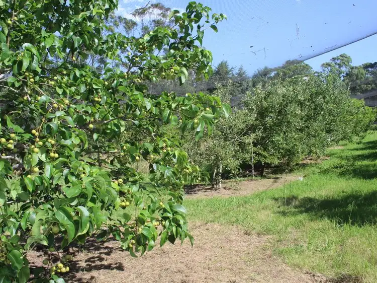 Third view of Homely rural property listing, 200 Blanchards Road, Brogo NSW 2550