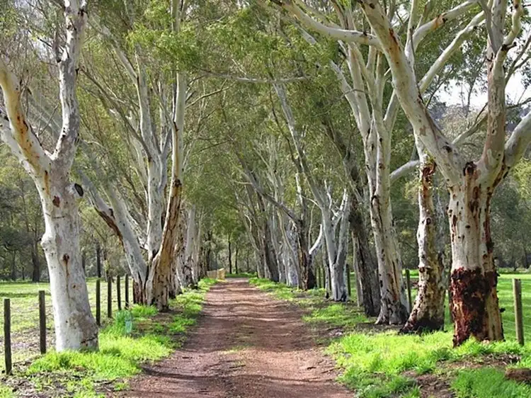 Main view of Homely house listing, 691 Chittering Valley Road, Lower Chittering WA 6084
