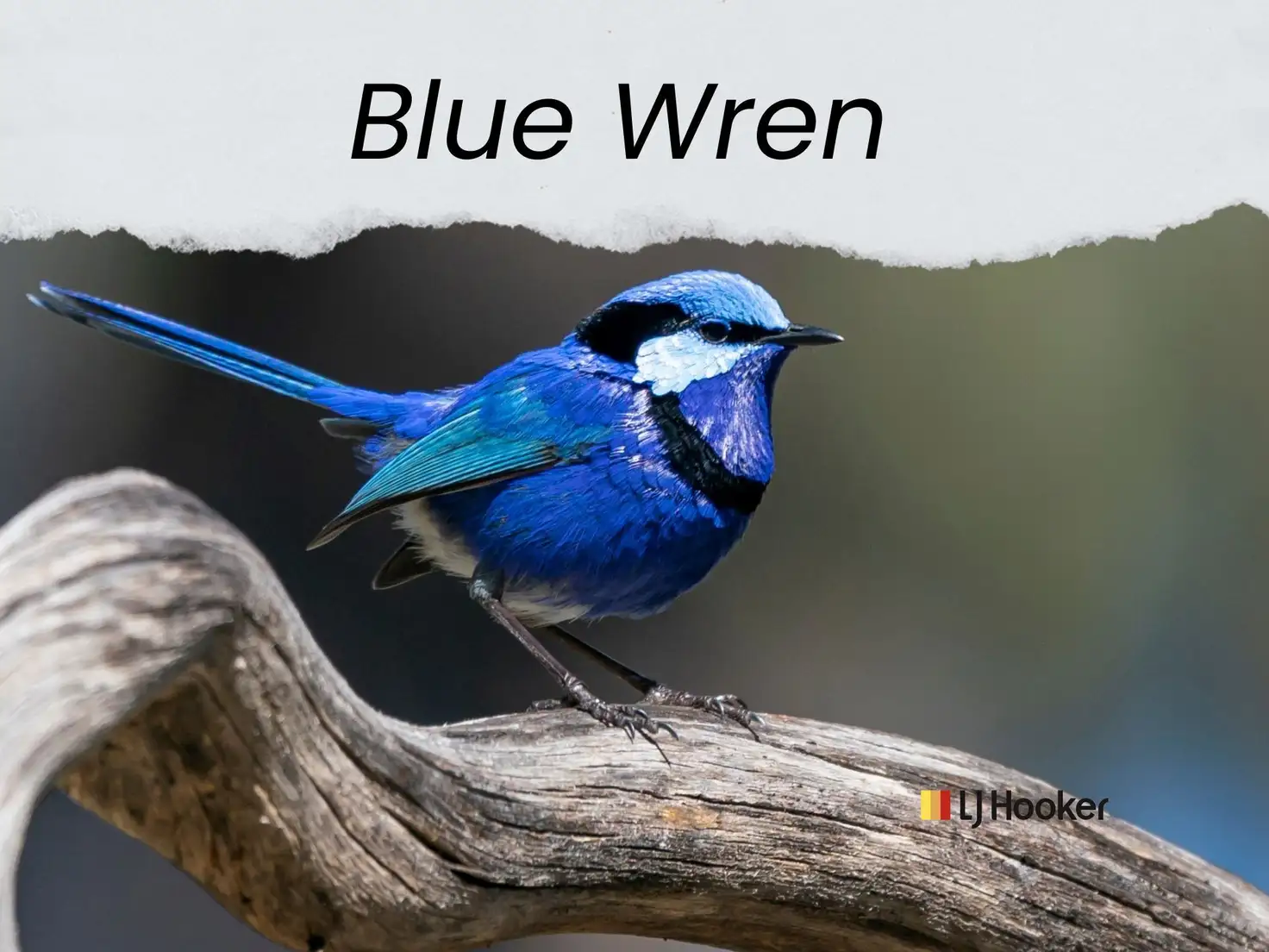 Main view of Homely land listing, Lot Blue Wren Estate/10 Wagtail Street, Narromine NSW 2821