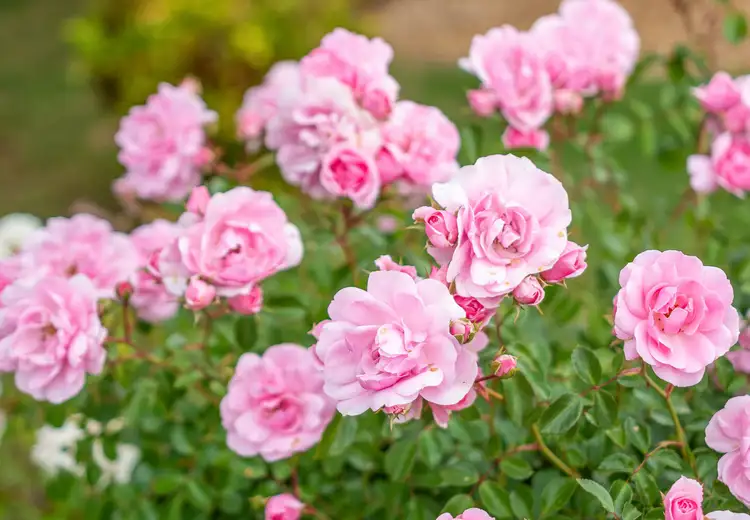 Third view of Homely house listing, 1 Cook Court, Mount Barker SA 5251