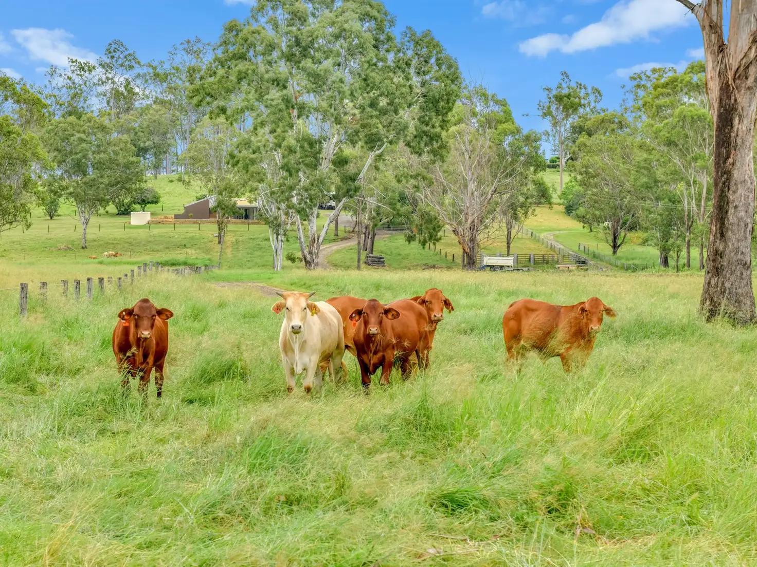 Main view of Homely house listing, 49 Penola Road, Allenview QLD 4285