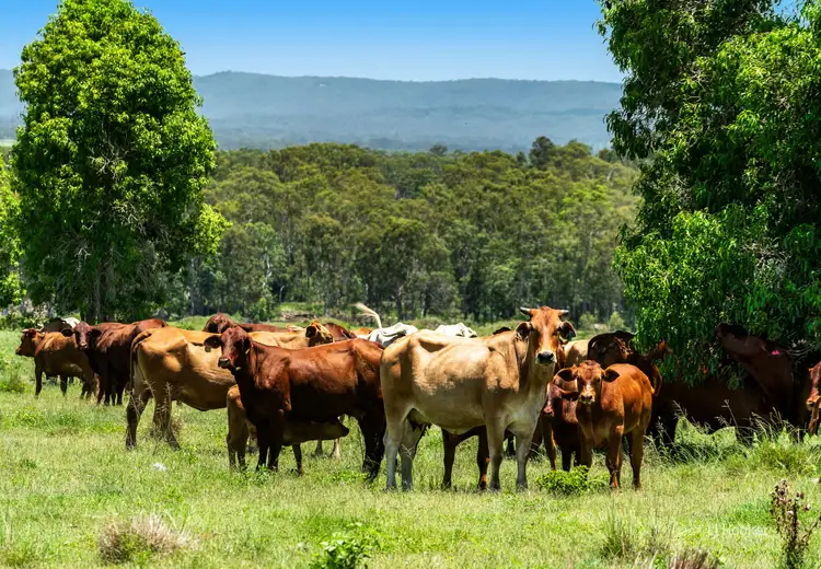 Fifth view of Homely rural property listing, 456 Rocky Gully Road, Coominya QLD 4311