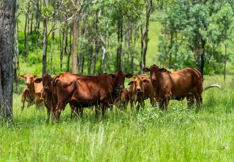 1324 Esk Crows Nest Road, Biarra QLD 4313