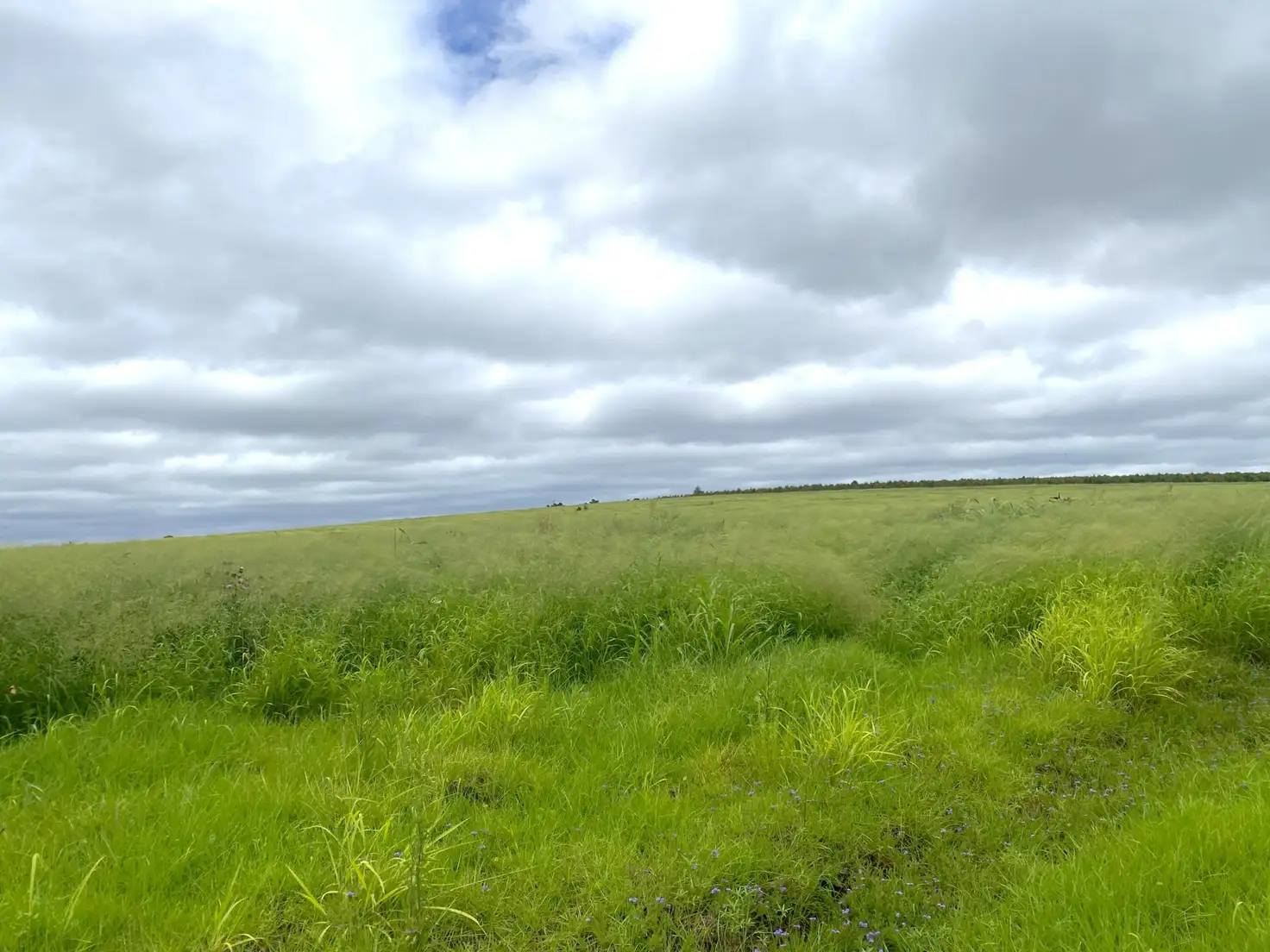 Main view of Homely rural property listing, Lot 224 Schellbachs Road, Kingaroy QLD 4610