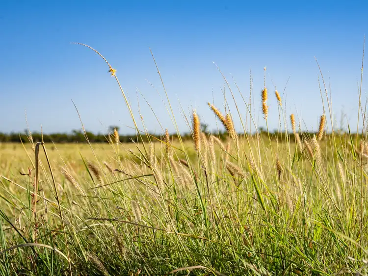 Fifth view of Homely rural property listing, 300 Bindango Road, Roma QLD 4455