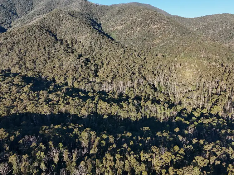 Lot Lot C/650 Yankees Gap Road, Bemboka NSW 2550