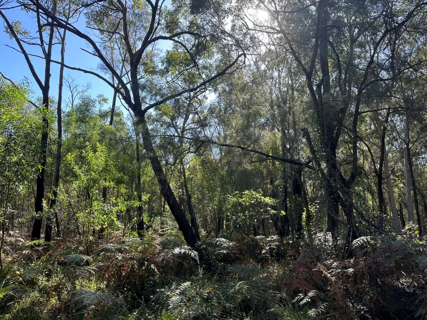 Main view of Homely land listing, 9 Poinsettia Court, Russell Island QLD 4184