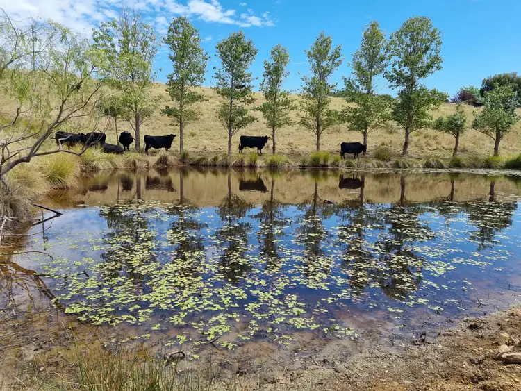 Fourth view of Homely rural property listing, 1497 Sutton Road, Sutton NSW 2620