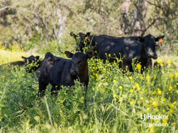 Fourth view of Homely rural property listing, 198 Kelvin Road, Gunnedah NSW 2380