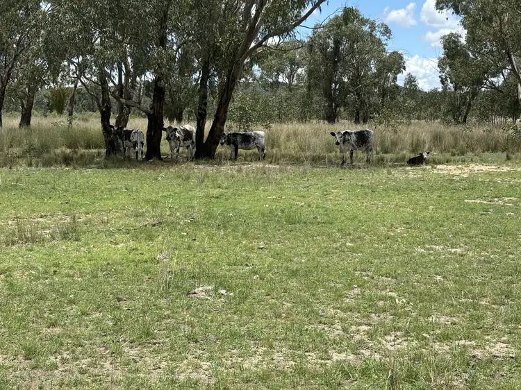 Main view of Homely rural property listing, 2090 Baltimore Loop Rd, Atholwood NSW 2361