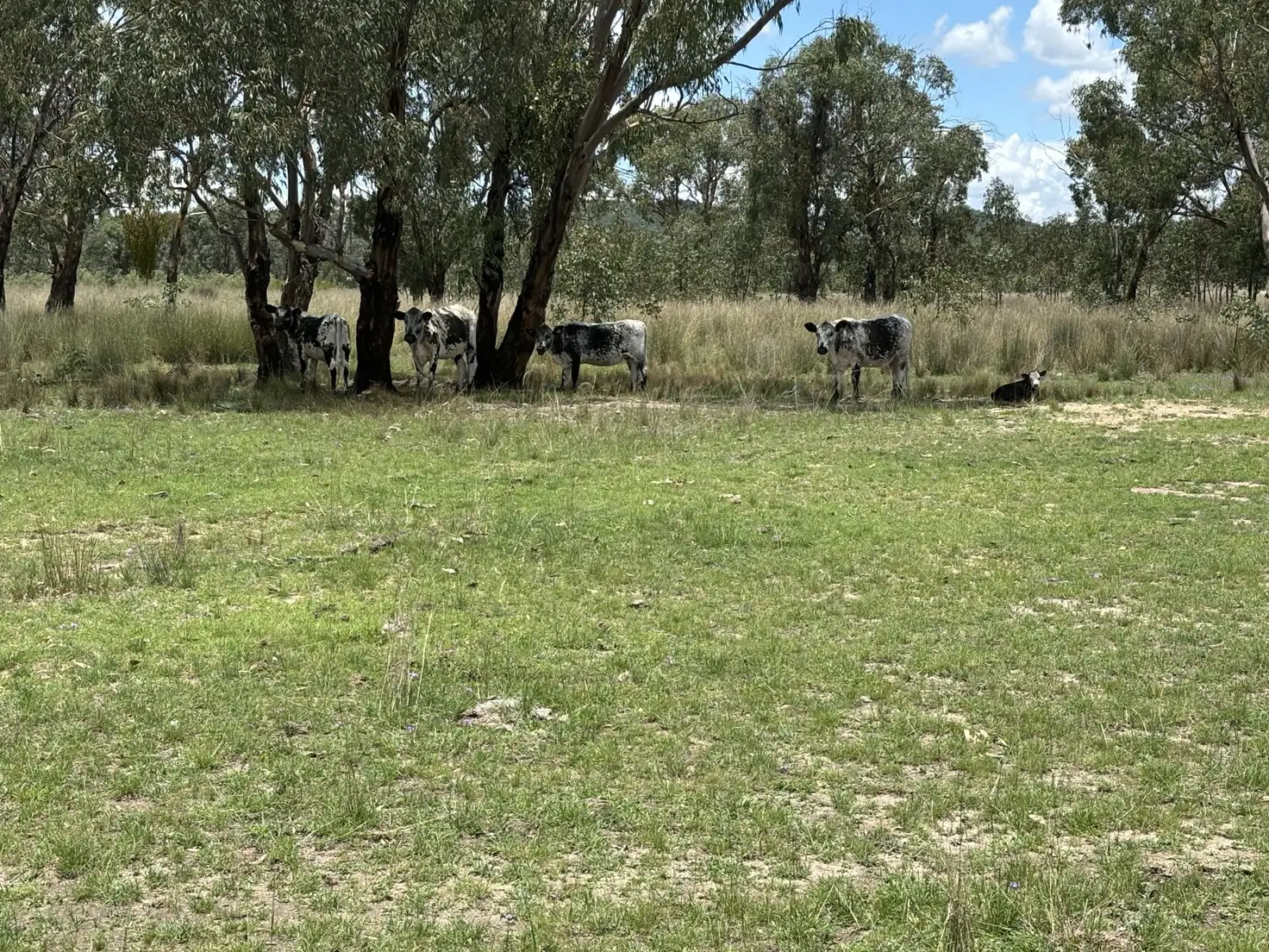 Main view of Homely rural property listing, 2090 Baltimore Loop Rd, Atholwood NSW 2361