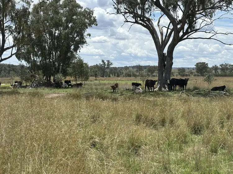 Second view of Homely rural property listing, 2090 Baltimore Loop Rd, Atholwood NSW 2361