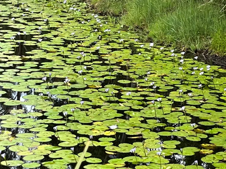 Seventh view of Homely land listing, 38 Maslin Close, Red Head NSW 2430