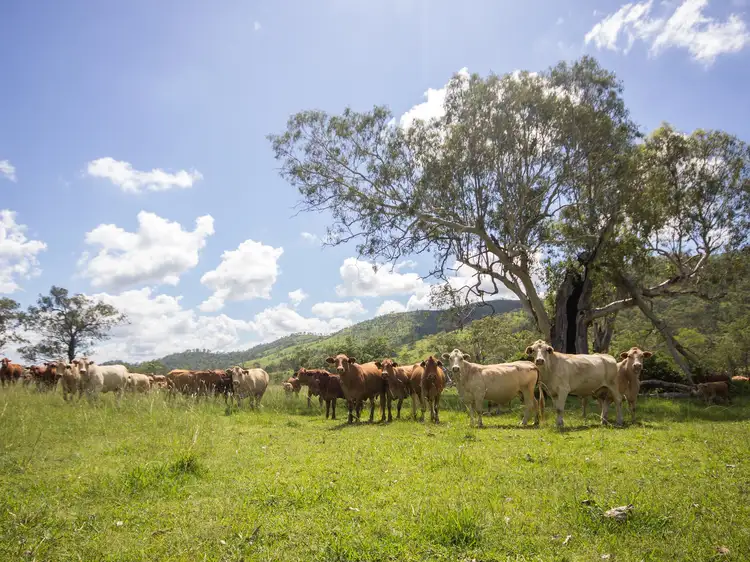 Fourth view of Homely rural property listing, 482 Littles Road, Biarra QLD 4313