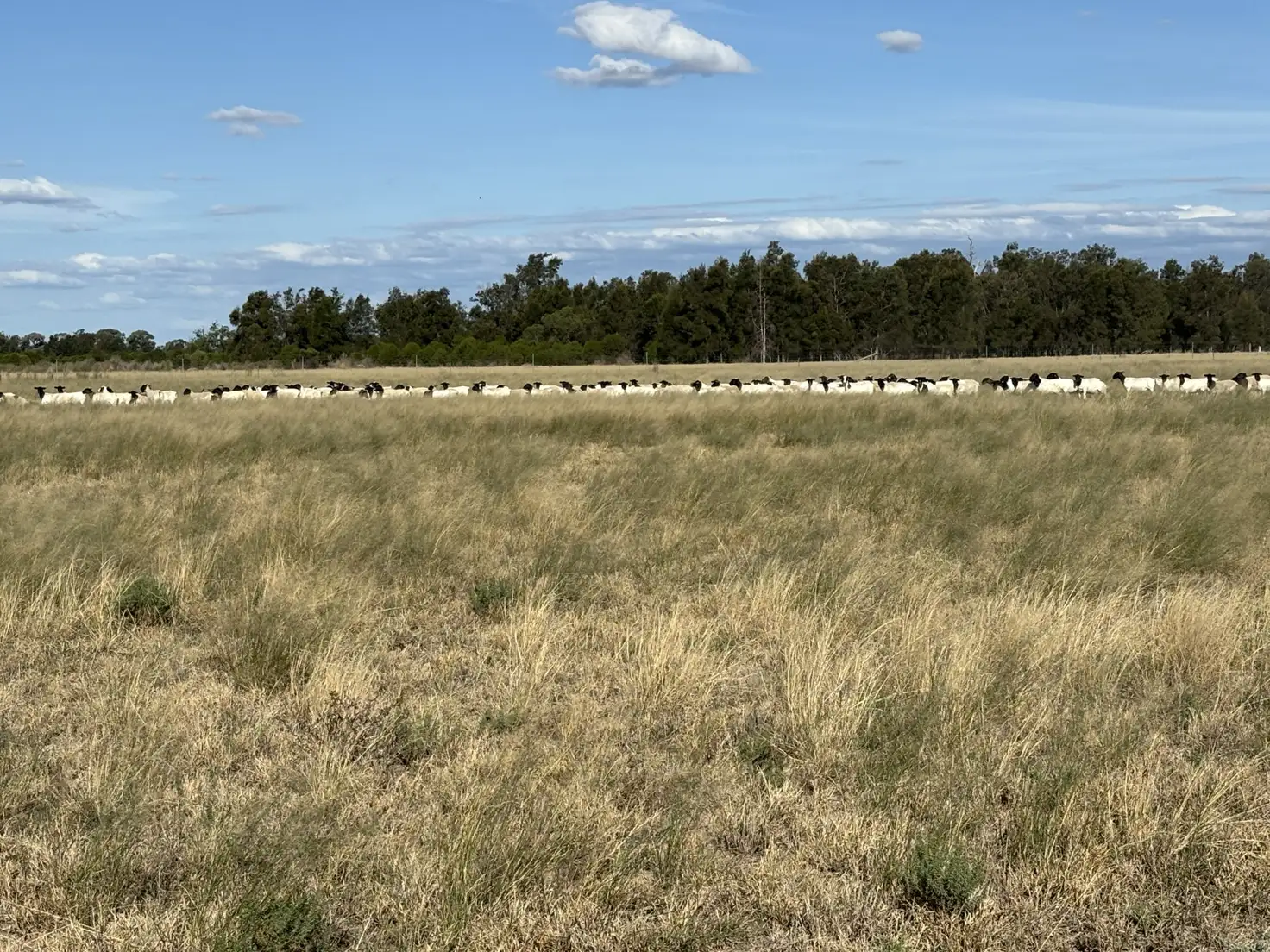 Main view of Homely rural property listing, 31850 Cunningham Hwy, Goondiwindi QLD 4390