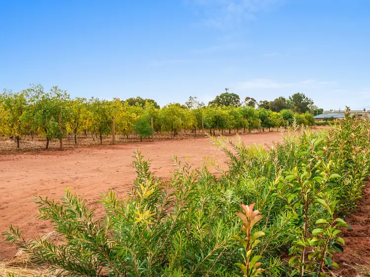 Fifth view of Homely rural property listing, 1421 Pilloni Road, Griffith NSW 2680