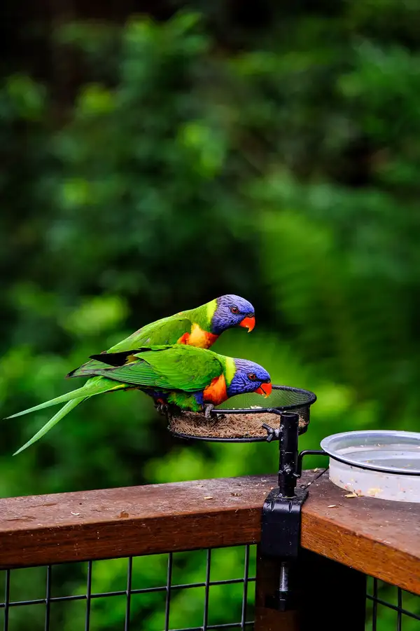 Second view of Homely house listing, 23 Ee-Jung Road, Springbrook QLD 4213