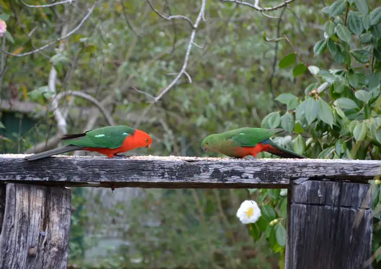 Fifth view of Homely house listing, 411-415 Maroondah Highway, Healesville VIC 3777