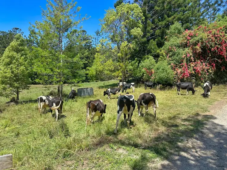 Seventh view of Homely house listing, 5993 Tweed Valley Way, Mooball NSW 2483