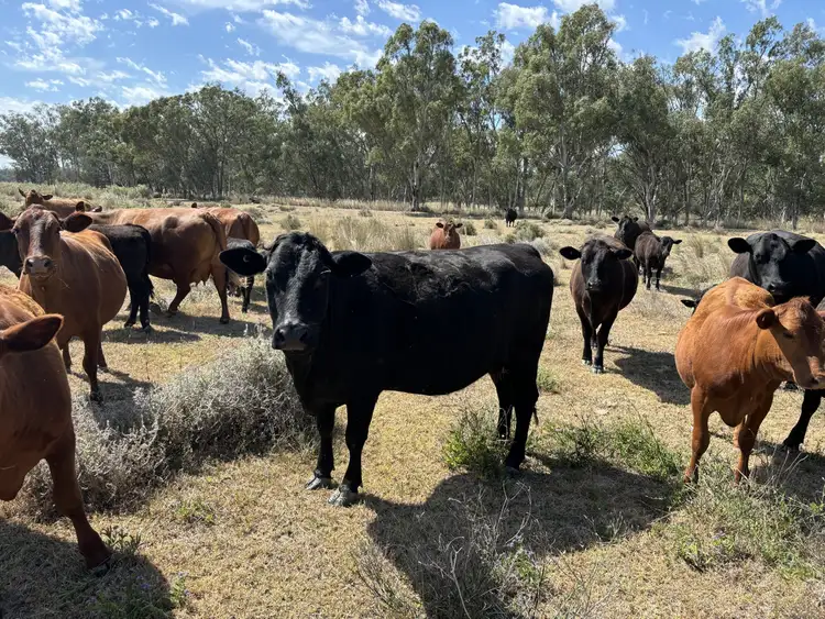 Fifth view of Homely rural property listing, Address available on request