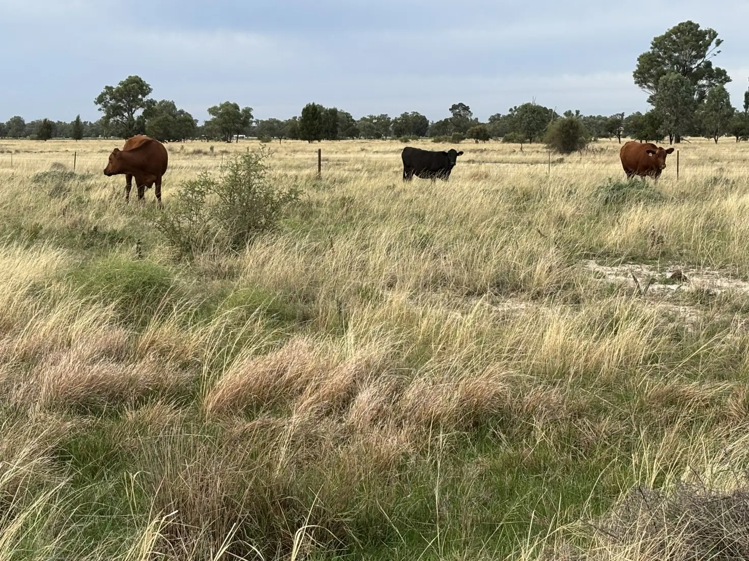 Main view of Homely rural property listing, 171 Deans Rd, Goondiwindi QLD 4390