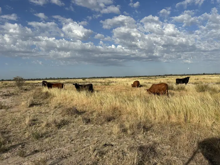 Second view of Homely rural property listing, 171 Deans Rd, Goondiwindi QLD 4390