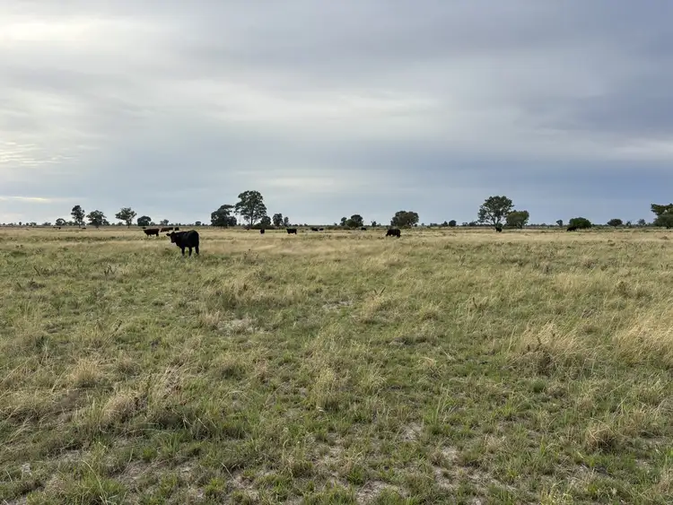 Fifth view of Homely rural property listing, 171 Deans Rd, Goondiwindi QLD 4390